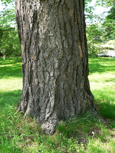 {Betula nigra}